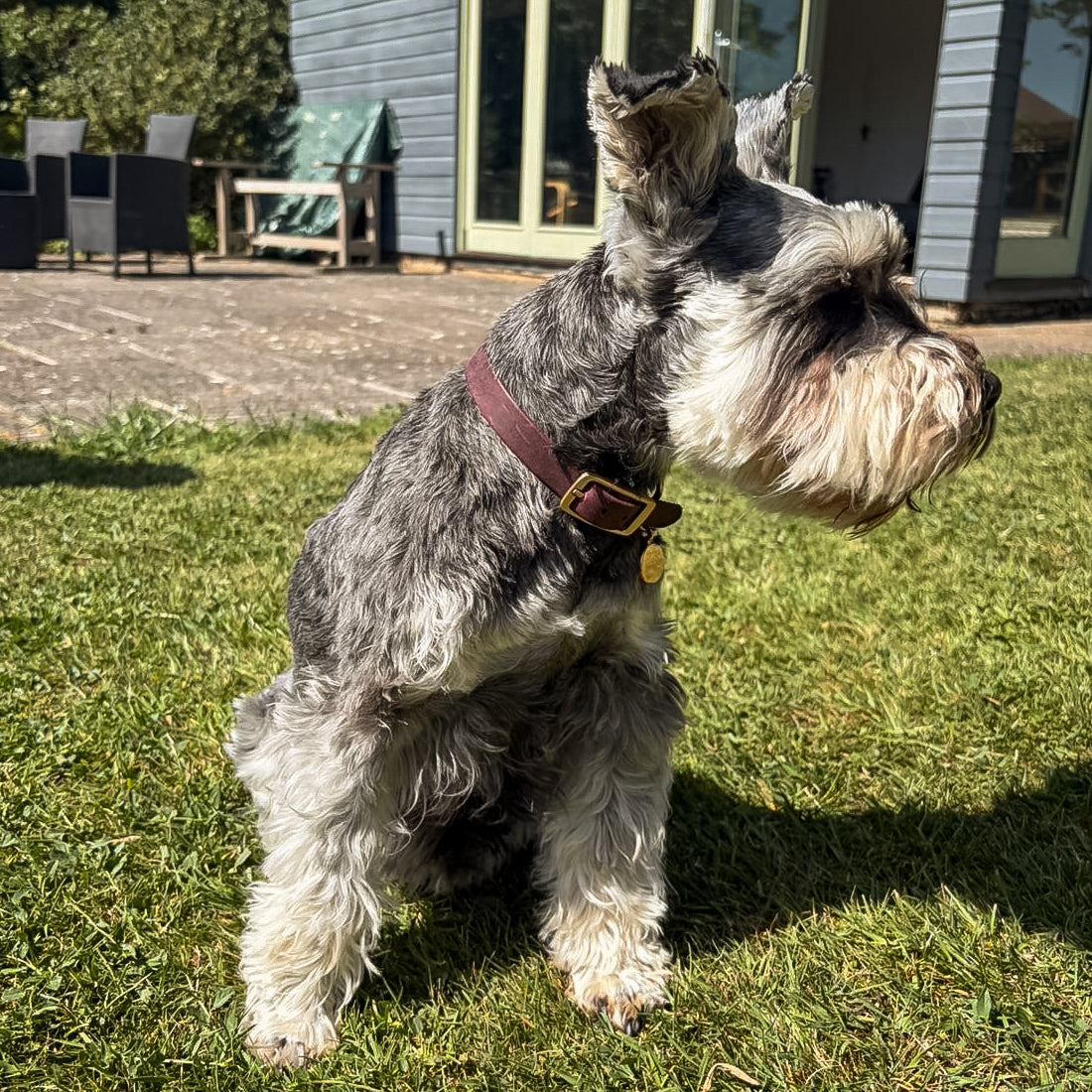 Small dog standing on grass with a house in the background