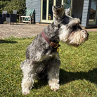 Small dog standing on grass with a house in the background