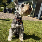 Small dog standing on grass with a house and garden in the background