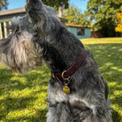 Dog with a brown collar and tag on grass