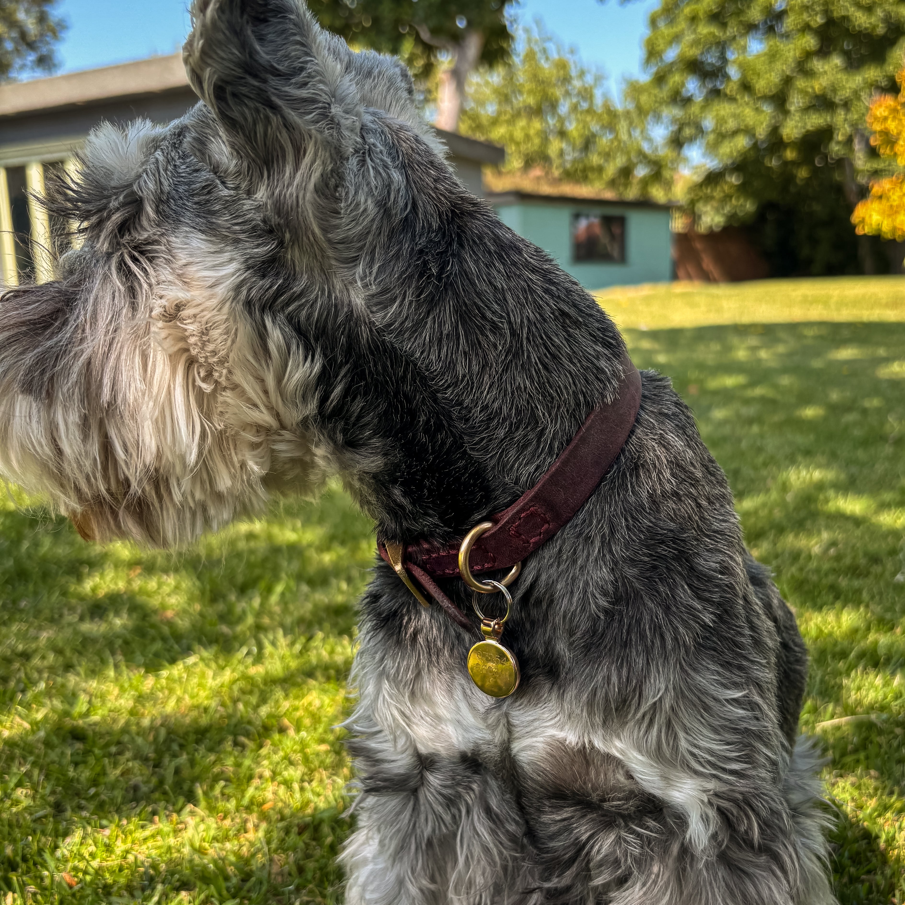 Dog with a brown collar and tag on grass