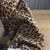 Video highlighting the hair on leather hide